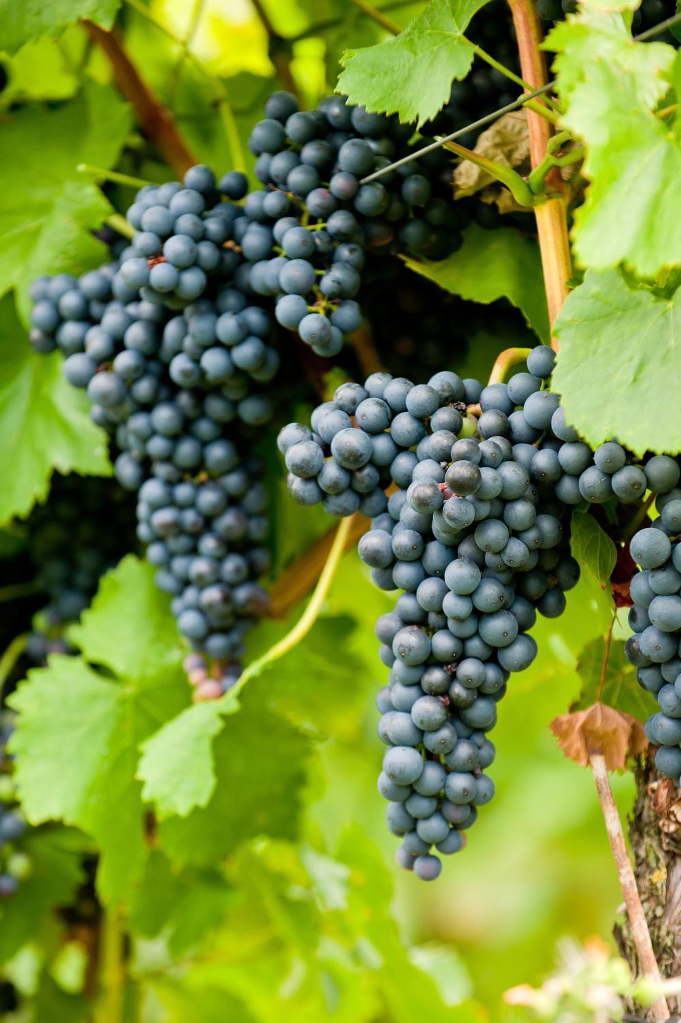 Wein- Und Sektgut Markus Hensler Бридель Экстерьер фото